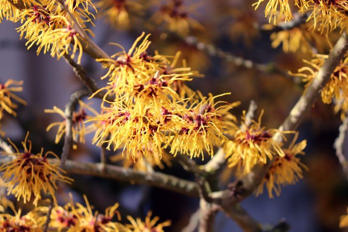 tanaman witch hazel