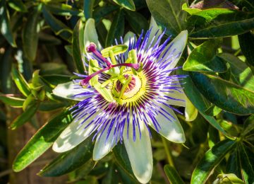 Mengenal Passionflower dan Manfaatnya