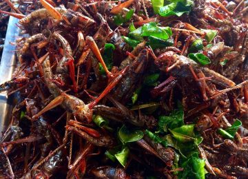 Belalang, Alternatif Sumber Protein dari Insekta