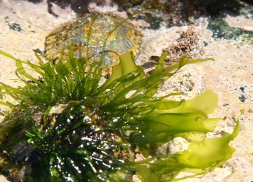 Ulva sp., Selada Laut untuk Pangan dan Biomassa