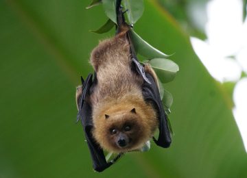 Ketahui, Risiko dan Cara Cegah Terinfeksi Virus Nipah