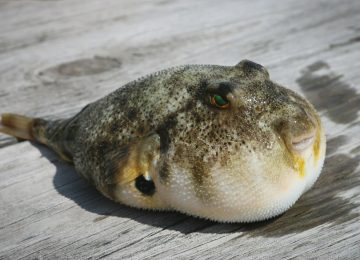 Waspadai Racun Mematikan pada Ikan Buntal