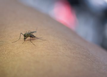 Nyamuk Aedes Aegypti, Faktor Mematikan Demam Berdarah!