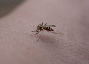 Mengenal West Nile, Jenis Virus yang Mematikan